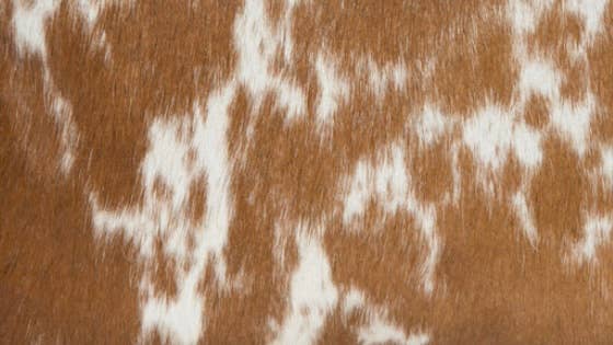 Ladies Cowhide Wallet - Twist latch