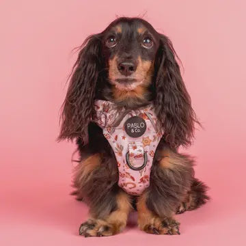 Howdy: No Pull Adventure Harness