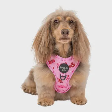 Disco Cowgirl: Adjustable Dog Harness